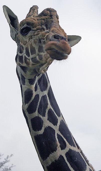 animotsu giraffe